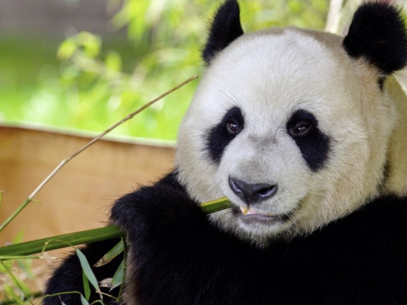 Ouwehands Dierenpark