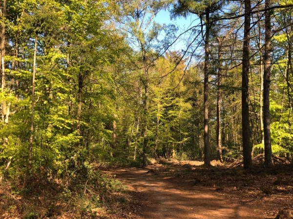 5X herfstwandelingen op de Utrechtse Heuvelrug in Rhenen