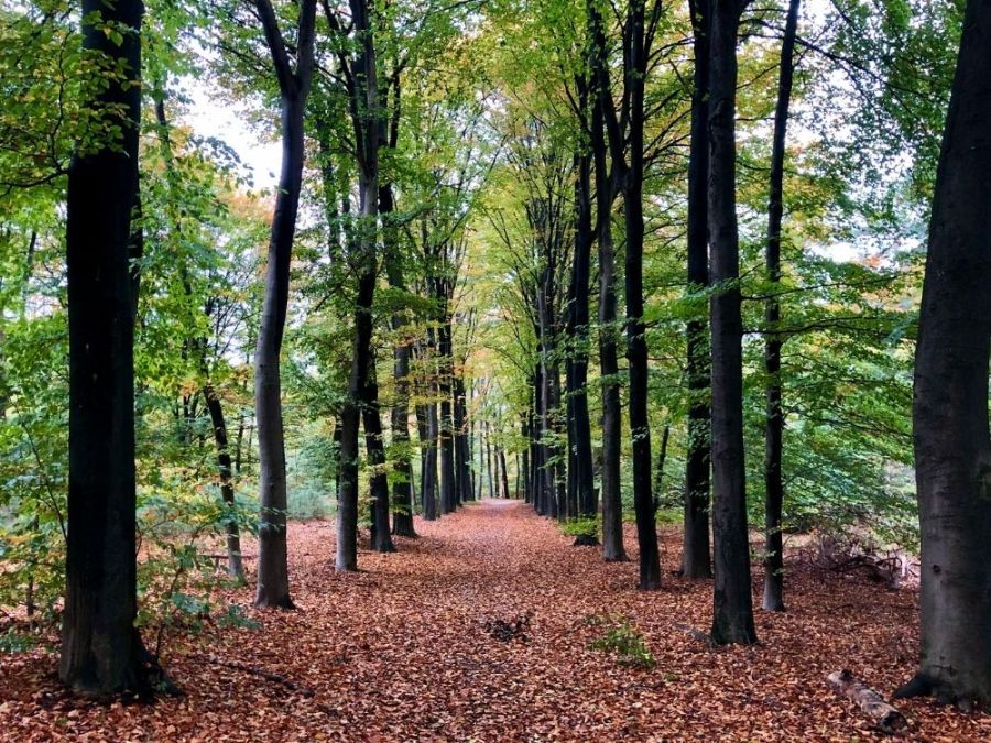 Natuurpad Heuvelrug Kwintelooijen