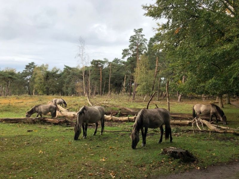 Natuurpad Pr8tige Heuvelrug Kwintelooijen (9 km)