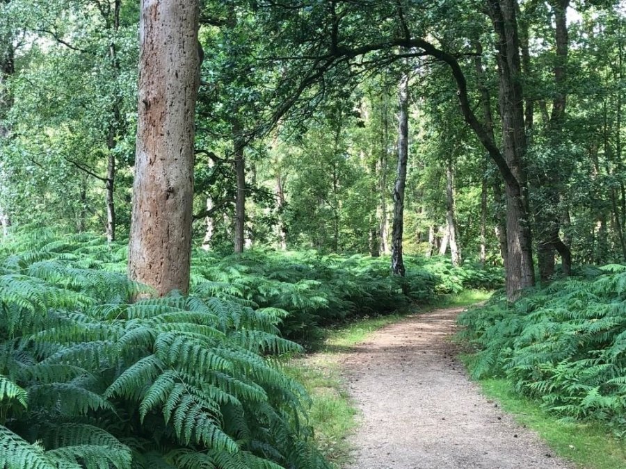 Grebbeberg Rhenen wandelroute