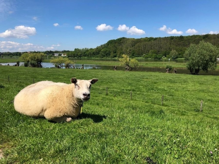 Fietsroute Rhenen langs de Rijn Schaap Grebbeberg