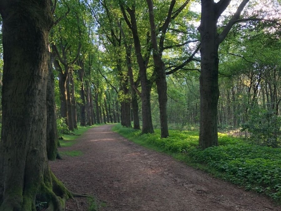 Gemarkeerde wandelroute Laarsenberg