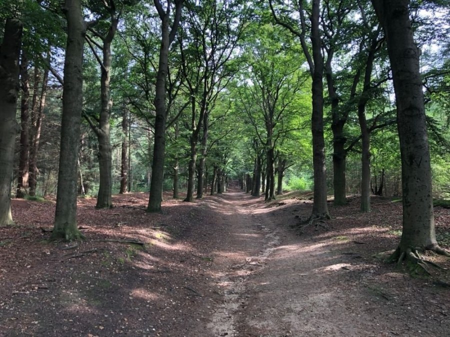 Wandelroute Hoog en Laag Amerongse berg