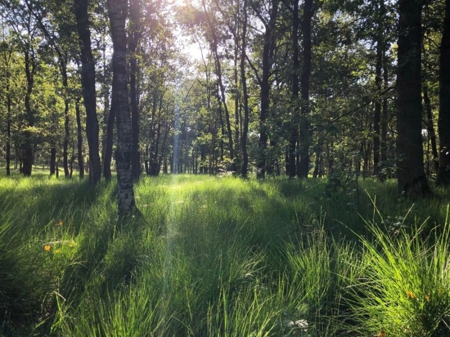 Wandelroute Trage Tocht Utrechtse Heuvelrug
