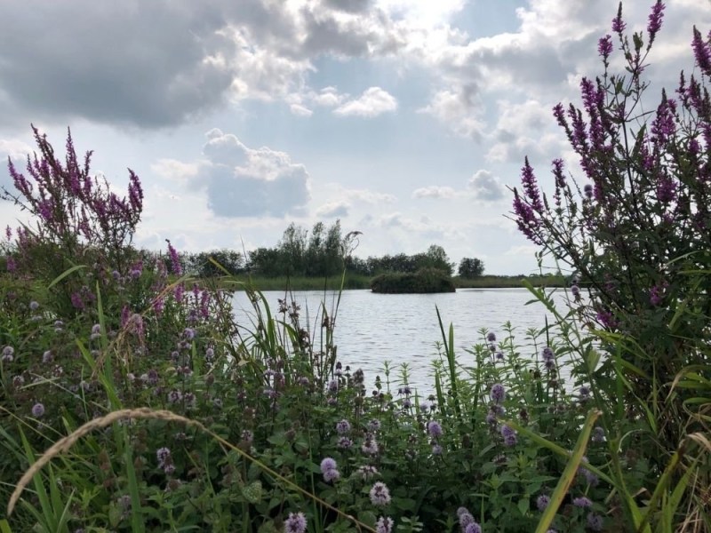Gemarkeerde wandelroute Amerongse bovenpolder (4,1 km)
